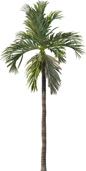 A variety of palms and coconuts