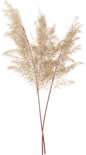 Pampa Grass Illustration